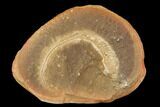 Worm (Didontogaster) Fossil (Pos/Neg) - Mazon Creek #113224-3